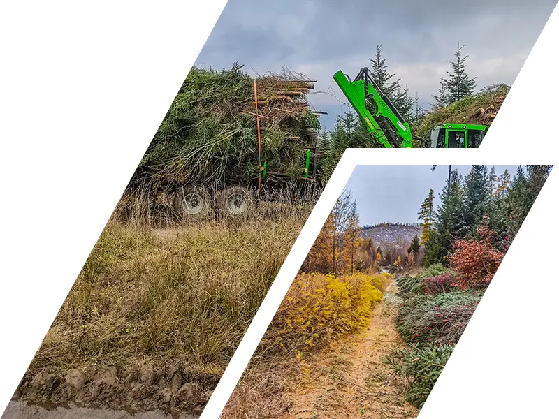 Služby v lesníctve